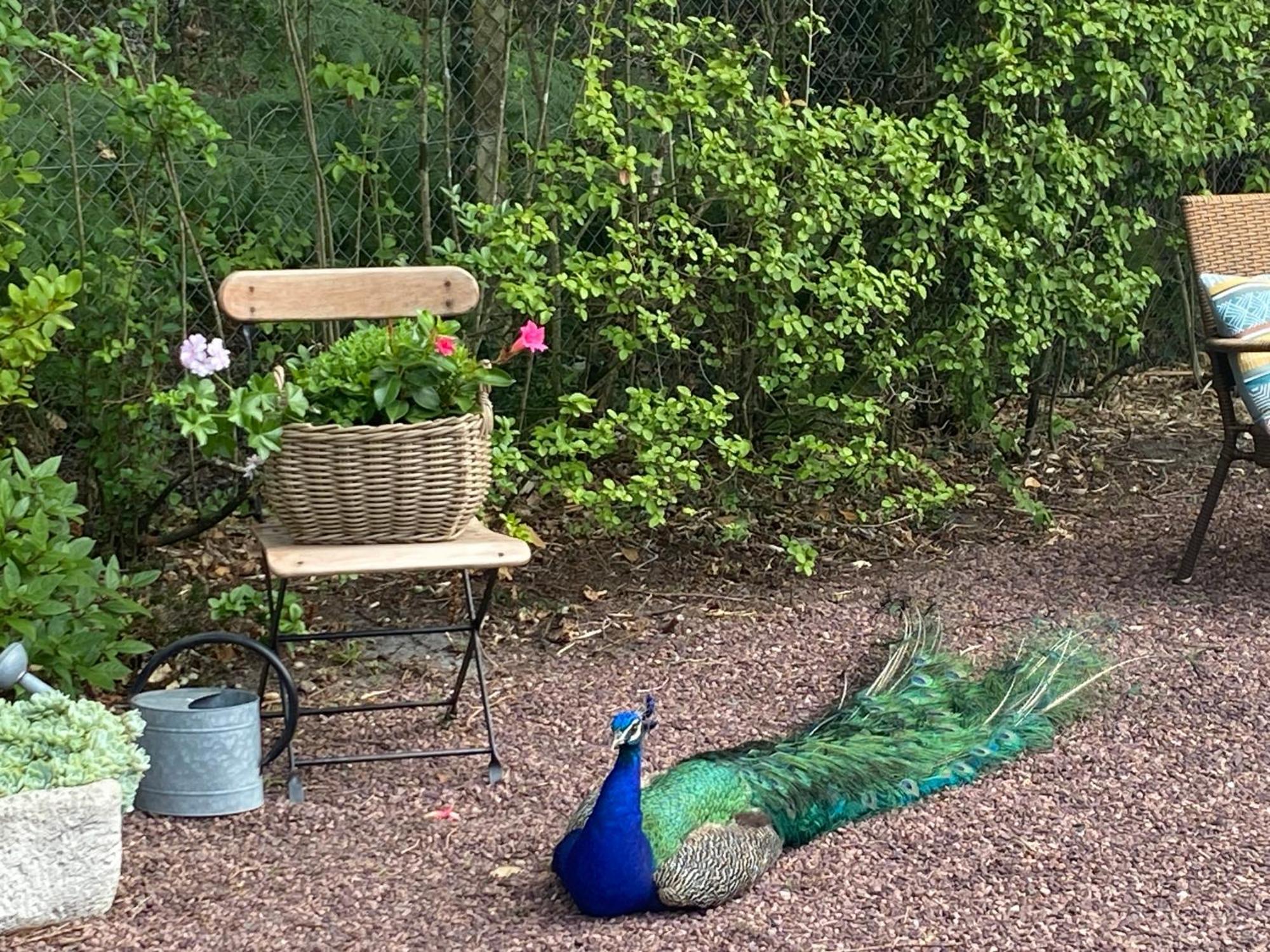 Le Clos Des Chenes シャラン エクステリア 写真